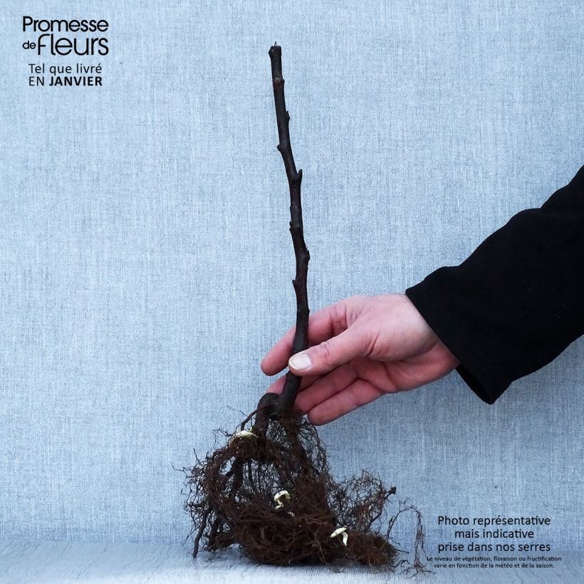 Exemplar von Himbeere Versailles Wurzelnackt, Strauch/Busch, mehrstämmig wie im Winter geliefert