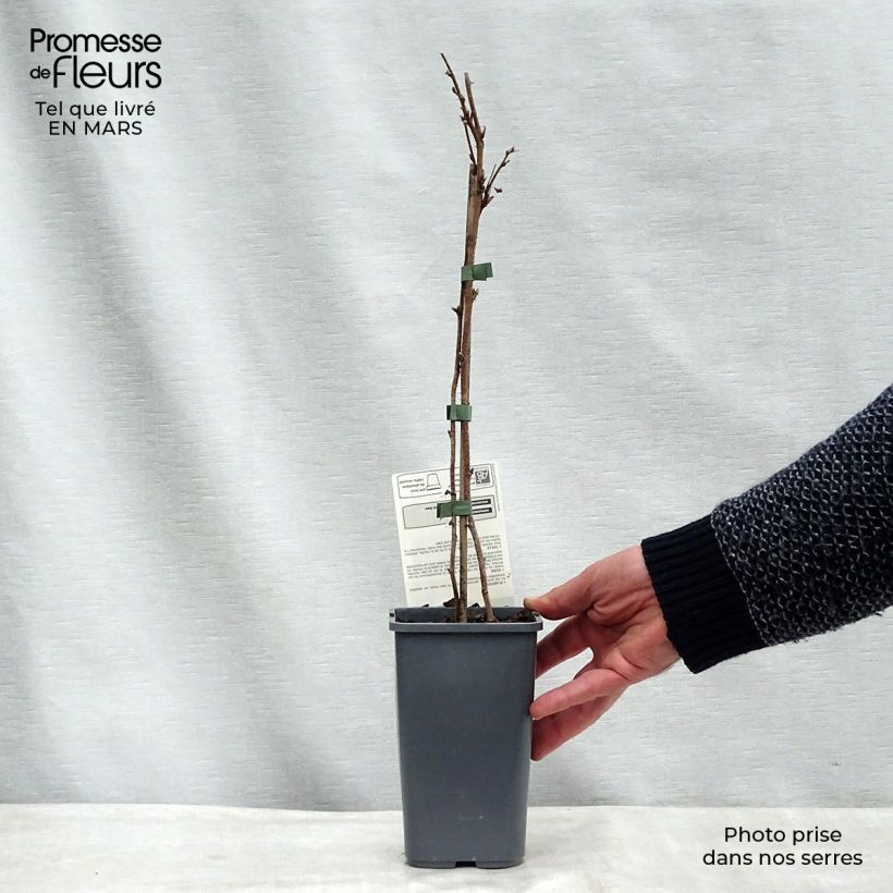 Example of Himbeere Willamette Bio Topf mit 1,5L/2L, Strauch as you get in printemps