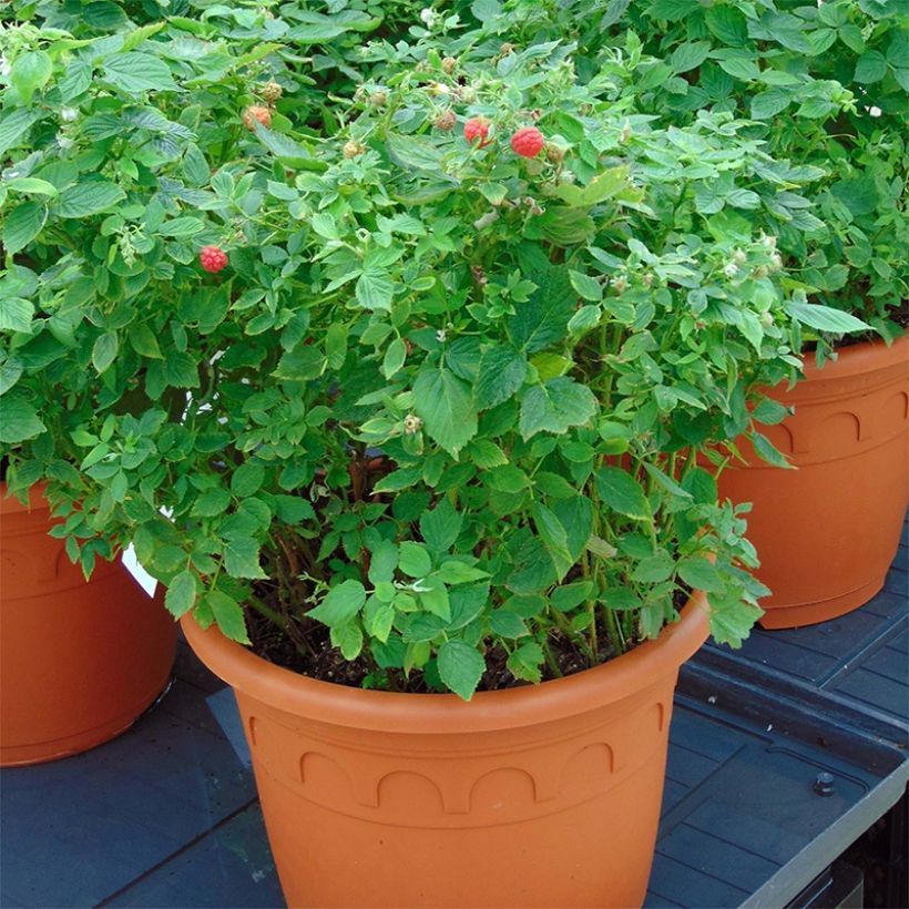 Zwerghimbeere Little Sweet Sister Bio (Wuchs)