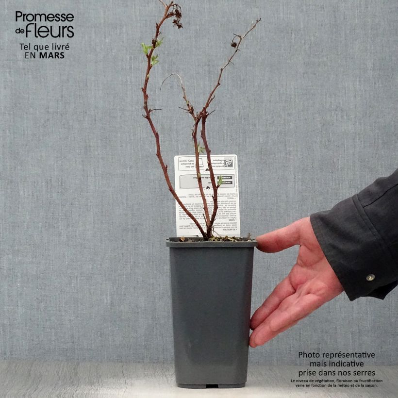 Exemplar von Zwerghimbeere Little Sweet Sister Bio Topf mit 1,5L/2L, Strauch/Busch, mehrstämmig wie im Frühjahr geliefert