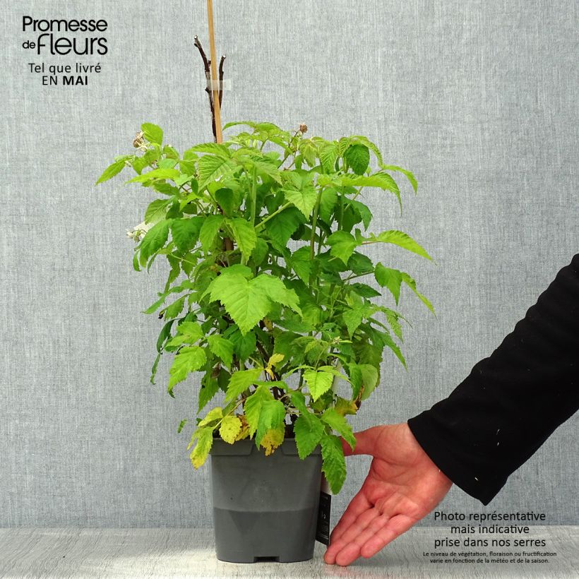 Example of Himbeere Autumn Belle Topf mit 2L/3L as you get in printemps