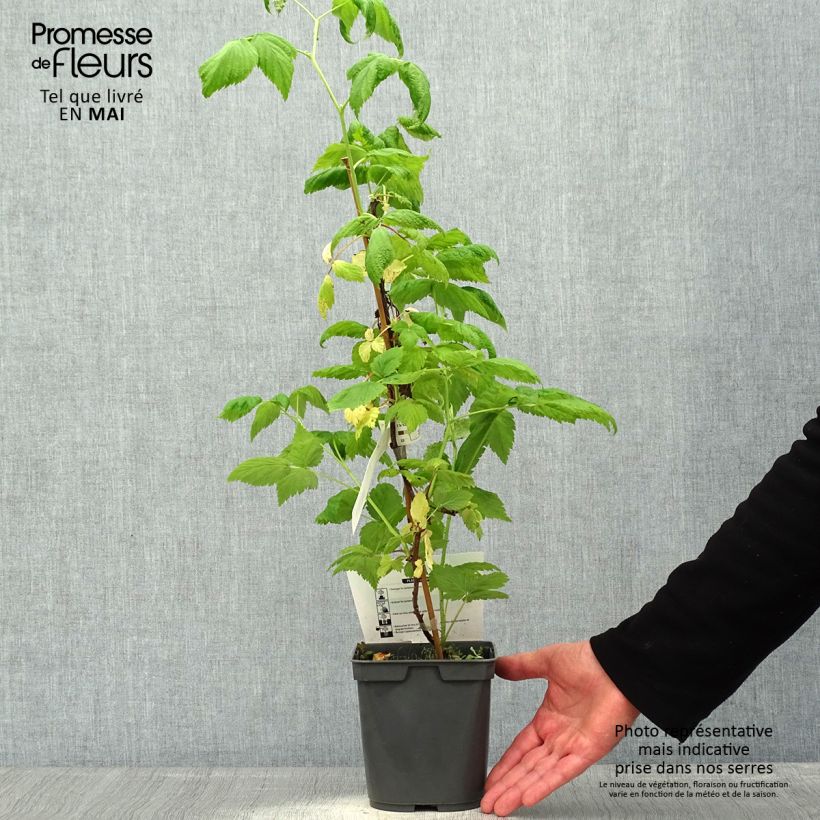 Example of Himbeere Sanibelle Topf mit 1L/1,5L as you get in printemps