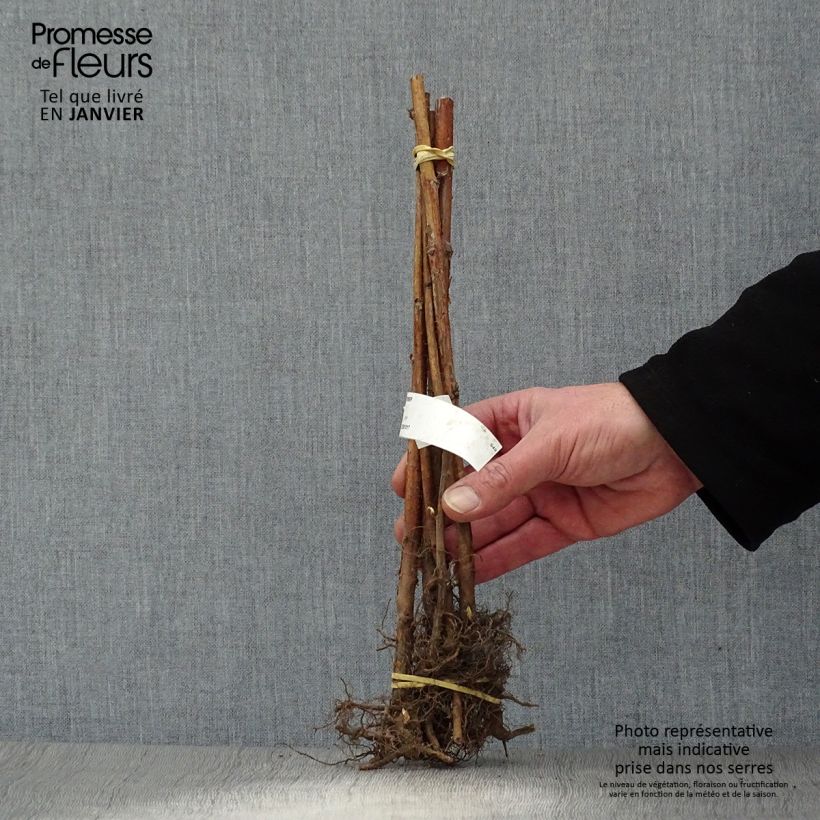 Exemplar von Himbeere September Wurzelnackt, Strauch/Busch, mehrstämmig wie im Winter geliefert