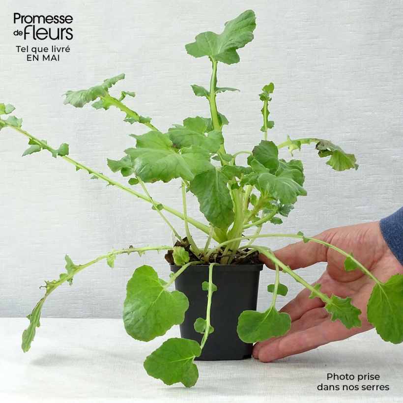 Exemplar von Francoa sonchifolia - Brautkranz Kleine Töpfe von 8/9 cm wie im Frühjahr geliefert