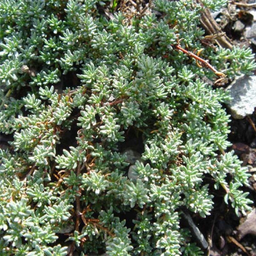 Frankenia laevis - Glatte Seeheide (Plant habit)
