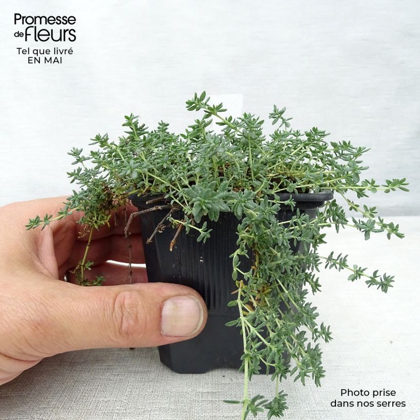 Example of Frankenia laevis - Glatte Seeheide Kleine Töpfe von 8/9 cm as you get in printemps