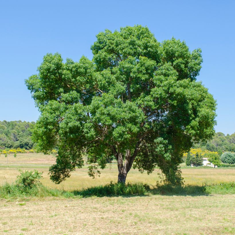 Schmalblättrige Esche - Fraxinus angustifolia (Wuchs)