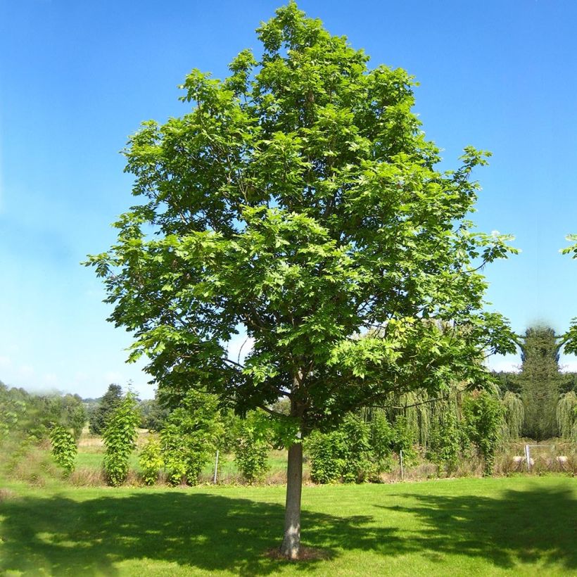 Gemeine Esche - Fraxinus excelsior (Plant habit)