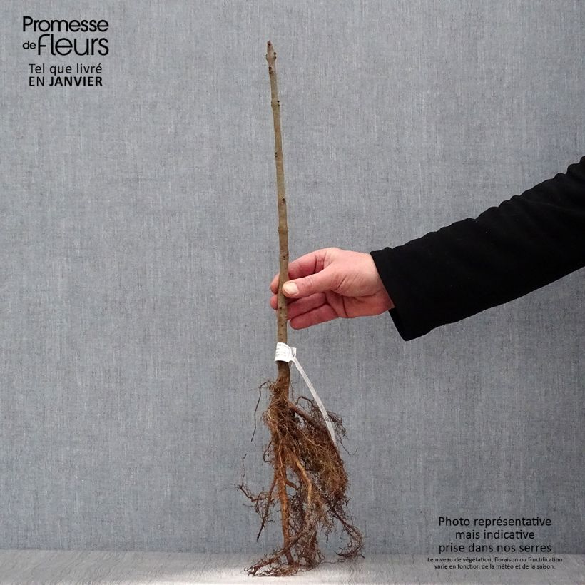 Example of Gemeine Esche - Fraxinus excelsior Wurzelnackt as you get in hiver