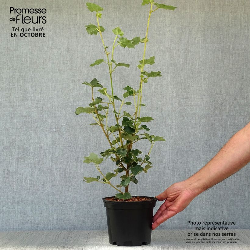 Exemplar von Fremontodendron californicum - Kalifornischer Flanellstrauch Topf mit 2L/3L wie im Herbst geliefert