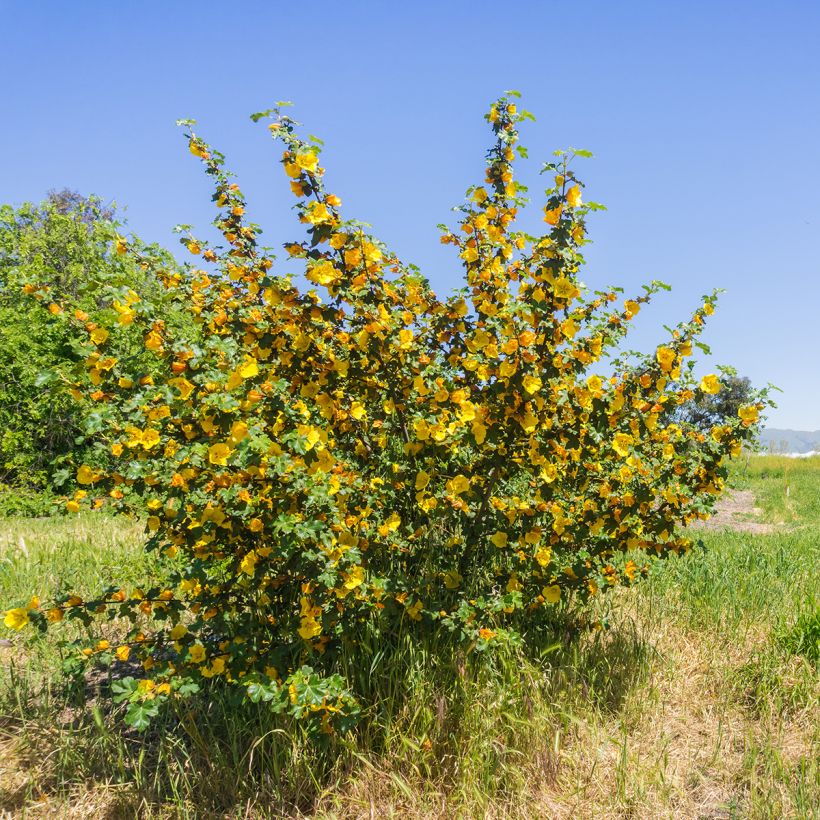 Fremontodendron californicum - Kalifornischer Flanellstrauch (Wuchs)
