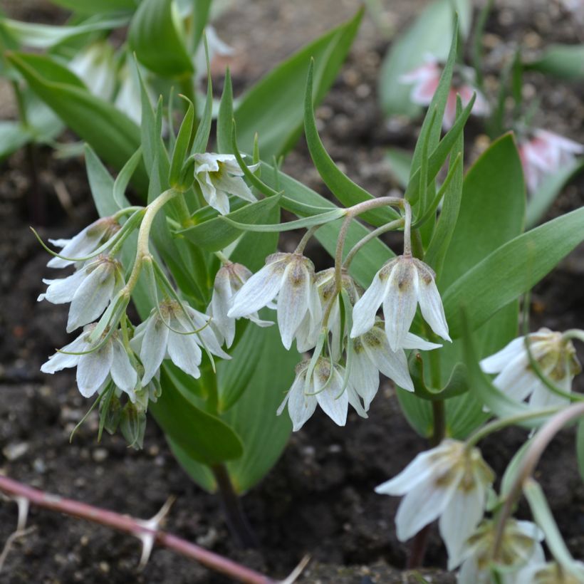 Fritillaria bucharica - Buchara-Fritillarie (Wuchs)