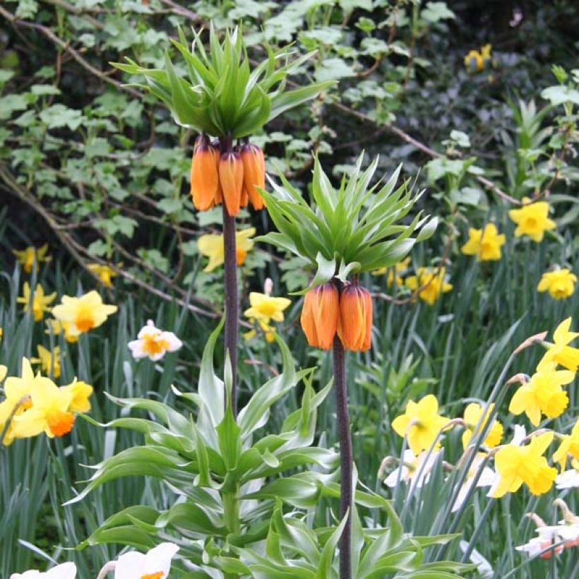 Kaiserkrone Prolifera - Fritillaria imperialis (Wuchs)