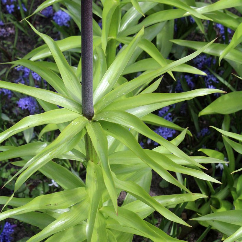 Kaiserkrone Orange Beauty - Fritillaria imperialis (Laub)