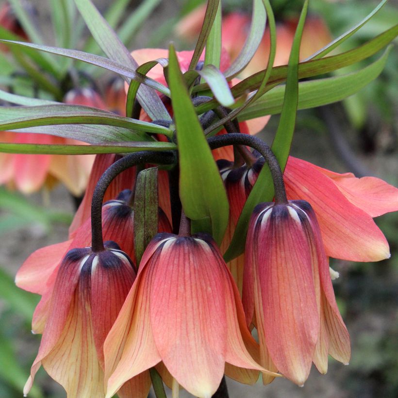 Kaiserkrone Orange Beauty - Fritillaria imperialis (Blüte)
