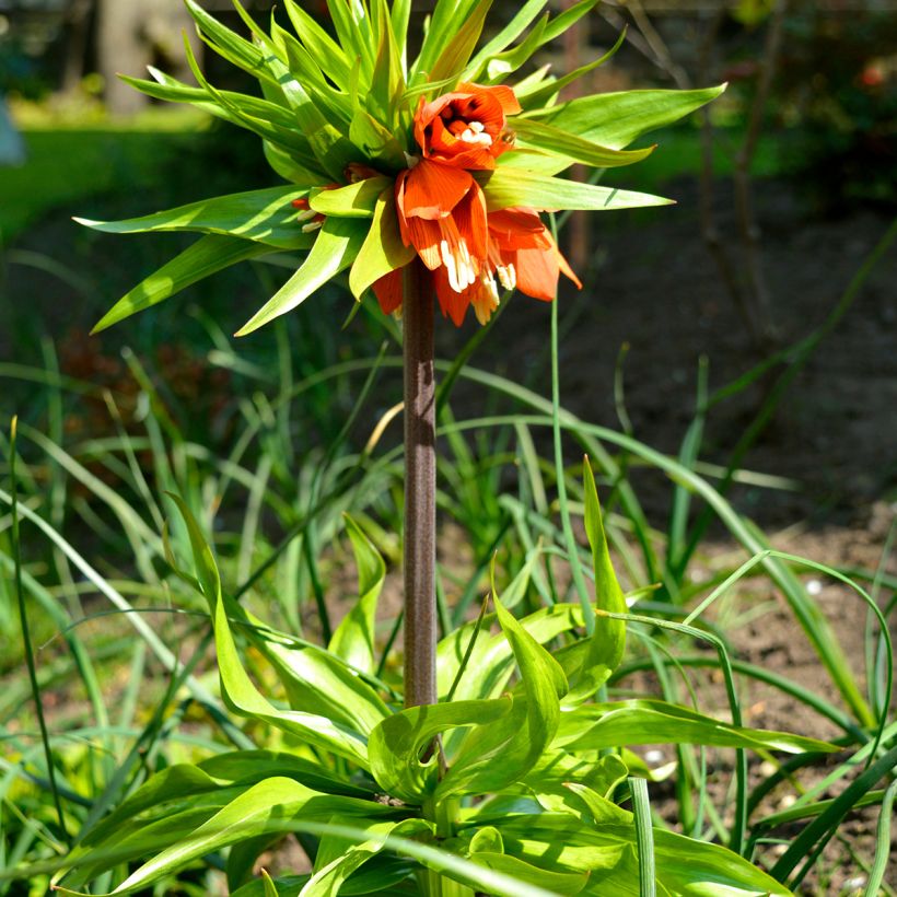 Kaiserkrone Rubra - Fritillaria imperialis (Wuchs)