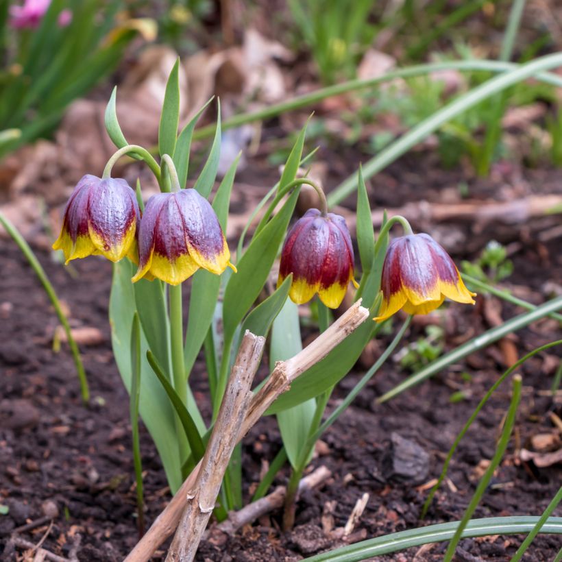 Fritillaria michailovskyi (Wuchs)