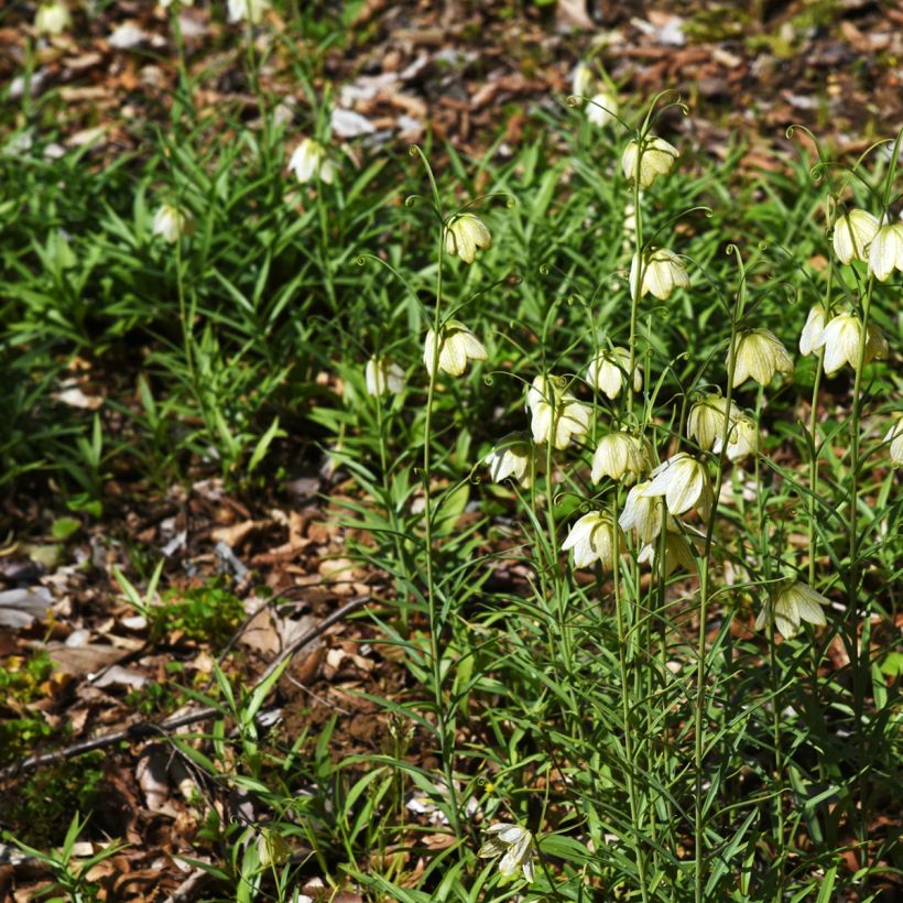 Fritillaria thunbergii (Wuchs)