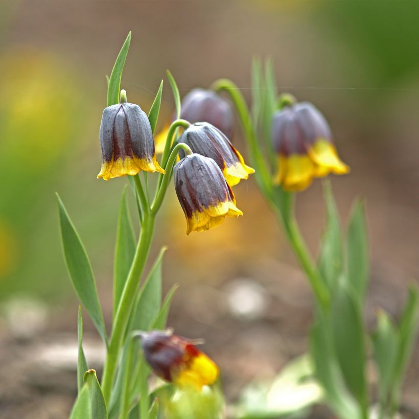 Fritillaria uva-vulpis - Fuchstrauben-Fritillarie (Wuchs)