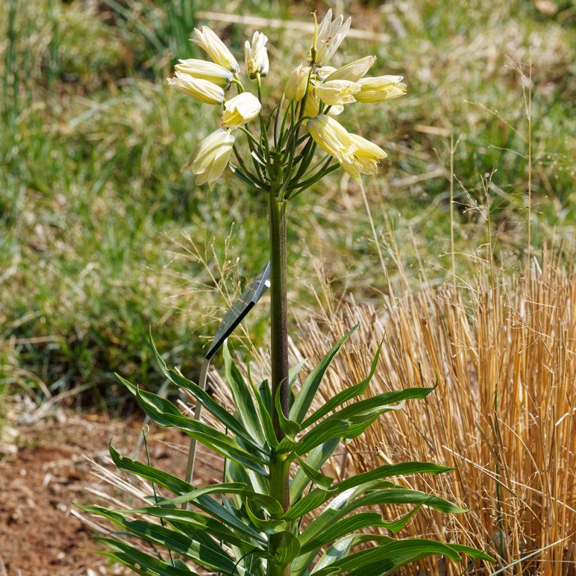 Fritillaria raddeana - Zwerg-Kaiserkrone (Wuchs)