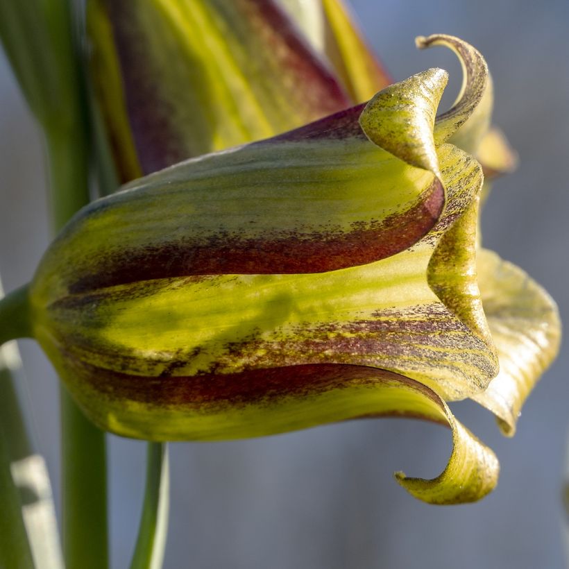 Fritillaria olivieri (Blüte)