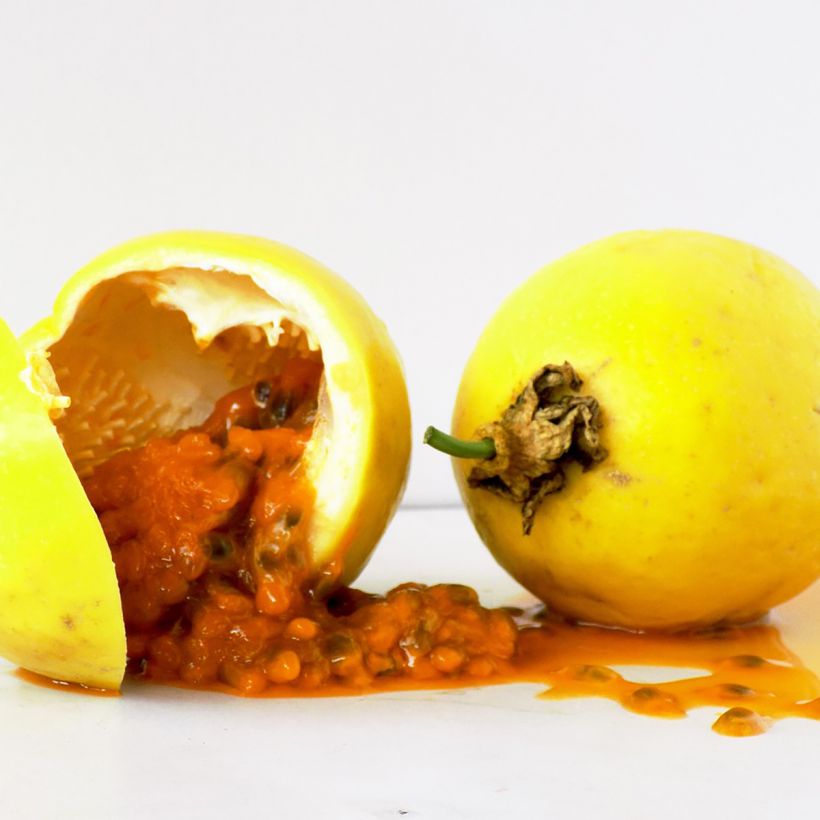 Passionsblume - Passiflora edulis f. flavicarpa (Harvest)