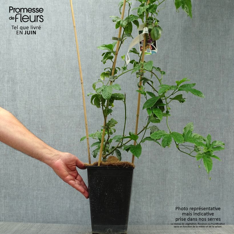 Exemplar von Maracuja - Passiflora edulis Topf mit 3L/4L wie im Sommer geliefert