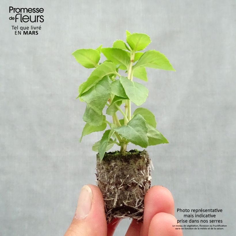 Example of Fuchsia Annabel Mini-Plug Ø 3/4 cm as you get in printemps