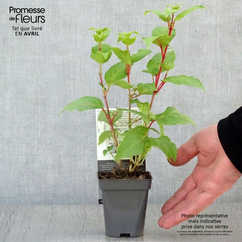 Example of Fuchsia Annabel Kleine Töpfe von 8/9 cm as you get in printemps