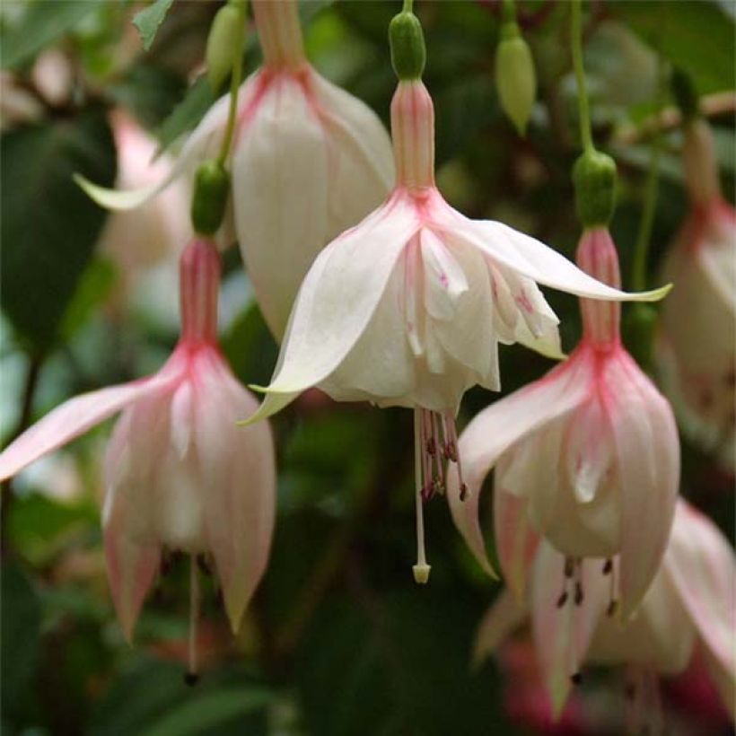 Fuchsia Annabel (Flowering)