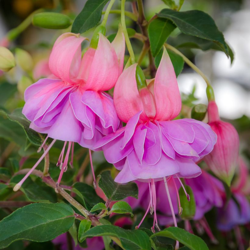 Fuchsia Bernadette (Blüte)