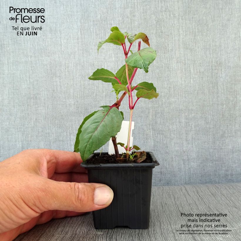 Exemplar von Fuchsia Black Princess Kleine Töpfe von 8/9 cm wie im Sommer geliefert