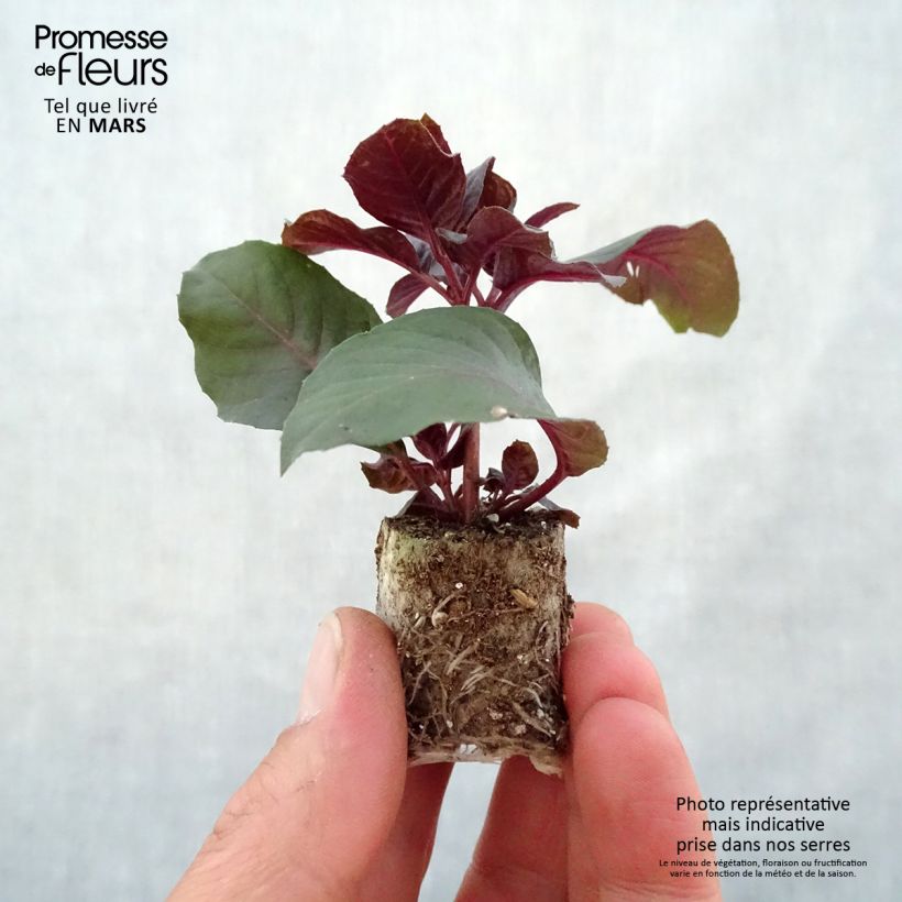 Example of Fuchsia triphylla Bush Gartenmeister Bonstedt Mini-Plug Ø 3/4 cm as you get in printemps