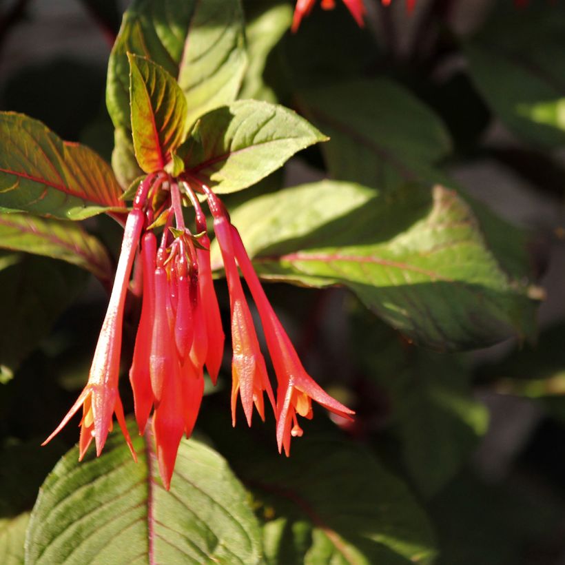 Fuchsia triphylla Bush Gartenmeister Bonstedt (Flowering)