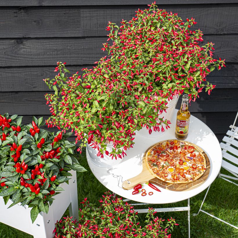 Fuchsia Chilli Red (Wuchs)