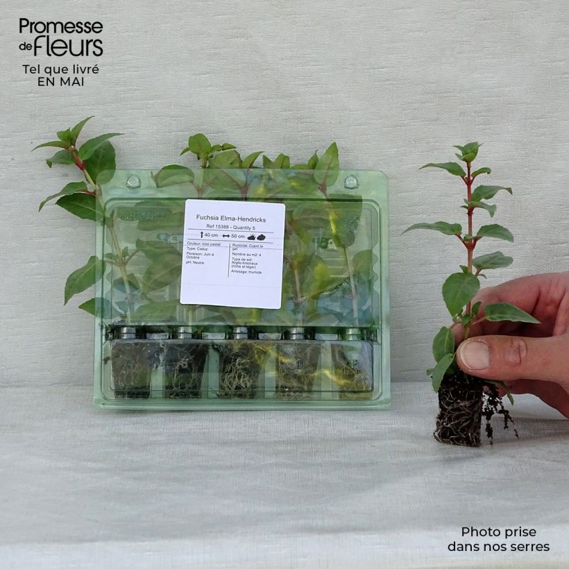 Exemplar von Fuchsia Elma-Hendricks Mini-Plug Ø 1,5/2,5 cm wie im Frühjahr geliefert