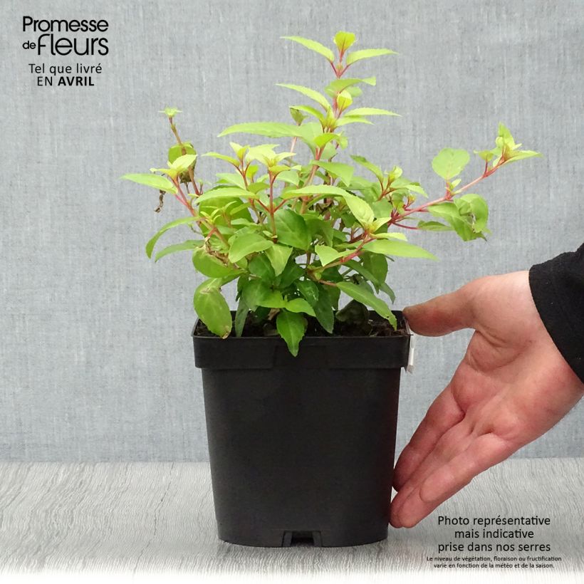 Example of Fuchsia magellanica Genii - Scharlach-Fuchsie Topf mit 2L/3L as you get in printemps