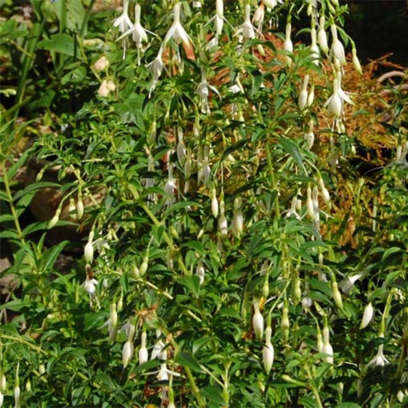 Fuchsia magellanica Hawkshead - Scharlach-Fuchsie (Plant habit)