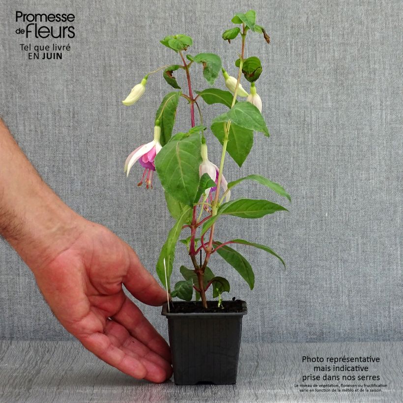 Exemplar von Fuchsia Illusion Kleine Töpfe von 8/9 cm wie im Sommer geliefert