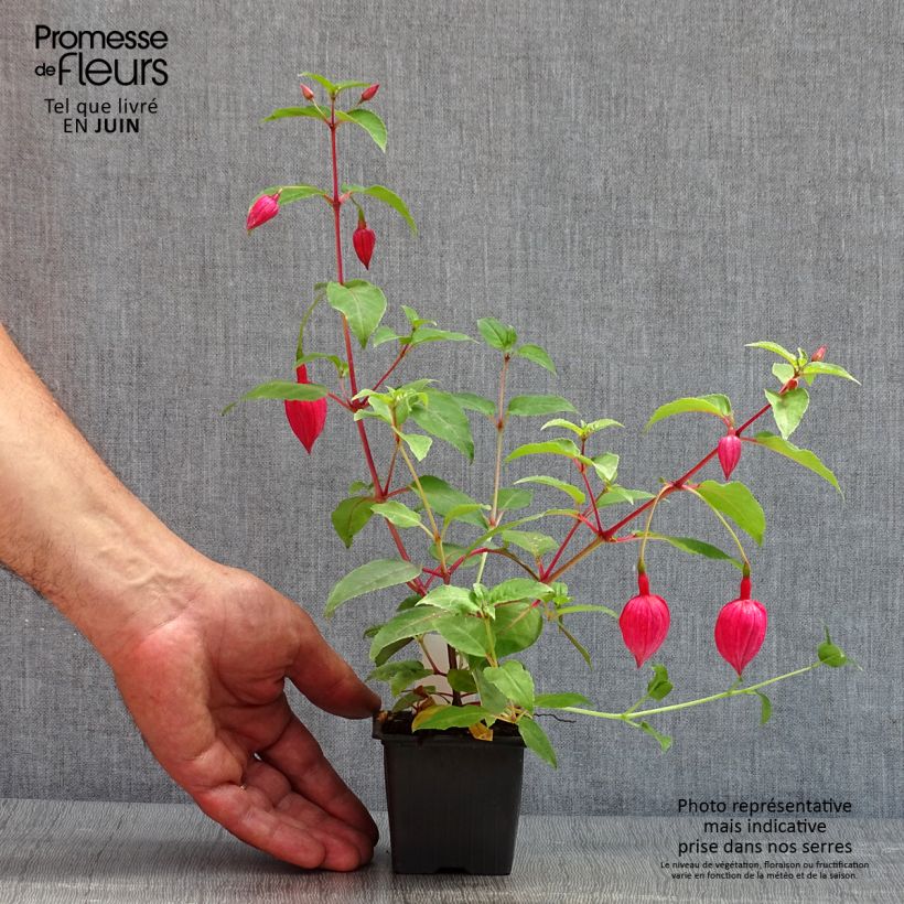 Example of Fuchsia R.A.F Kleine Töpfe von 8/9 cm as you get in printemps