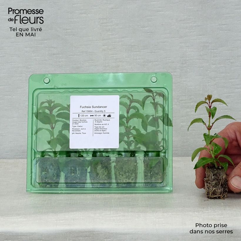 Exemplar von Fuchsia Sundancer Mini-Plug Ø 1,5/2,5 cm wie im Frühjahr geliefert