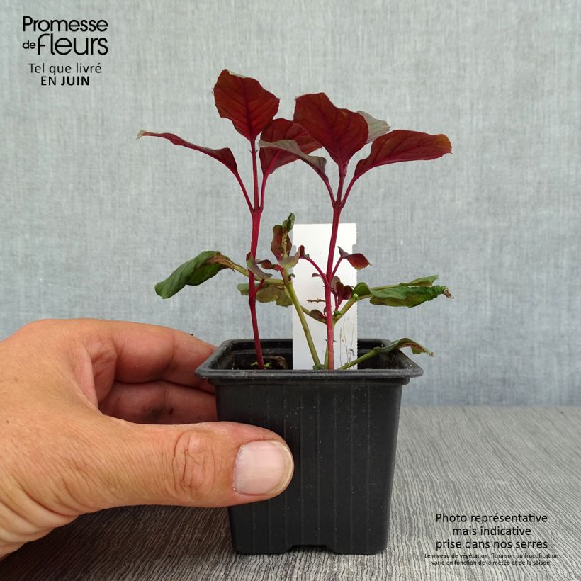 Exemplar von Fuchsia Ting a Ling Kleine Töpfe von 8/9 cm wie im Sommer geliefert