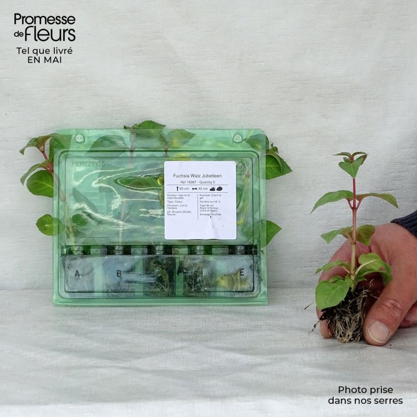 Exemplar von Fuchsia Walz Jubelteen Mini-Plug Ø 1,5/2,5 cm wie im Frühjahr geliefert