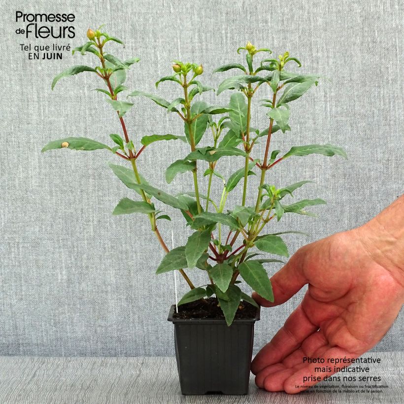 Exemplar von Fuchsia Winston Churchill Kleine Töpfe von 8/9 cm wie im Frühjahr geliefert