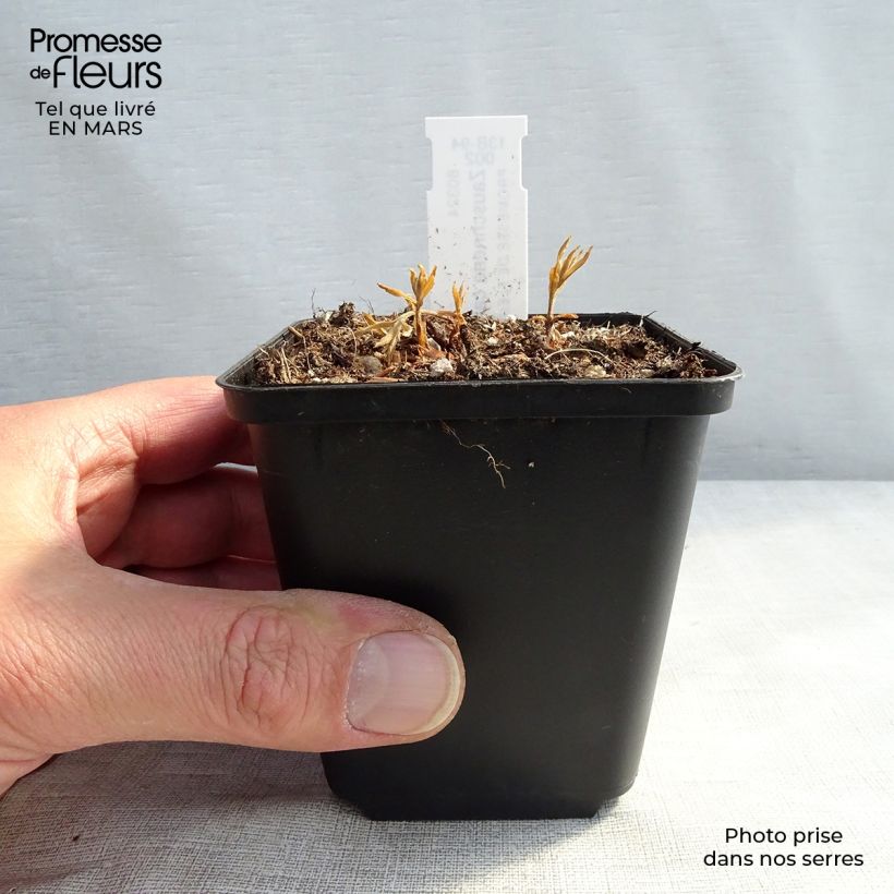 Exemplar von Zauschneria californica - Kolibritrompete Kleine Töpfe von 8/9 cm wie im Frühjahr geliefert