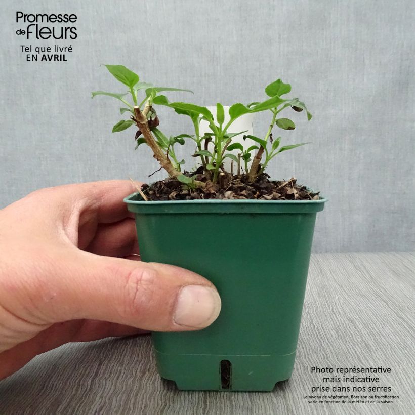 Exemplar von Kapfuchsie Croftway Yellow Sovereign - Phygelius aequalis Kleine Töpfe von 8/9 cm wie im Frühjahr geliefert