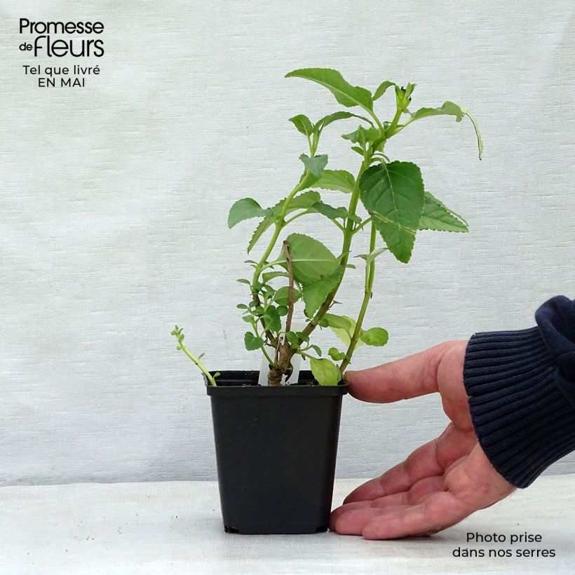 Example of Kapfuchsie Moonraker - Phygelius rectus Kleine Töpfe von 8/9 cm as you get in printemps