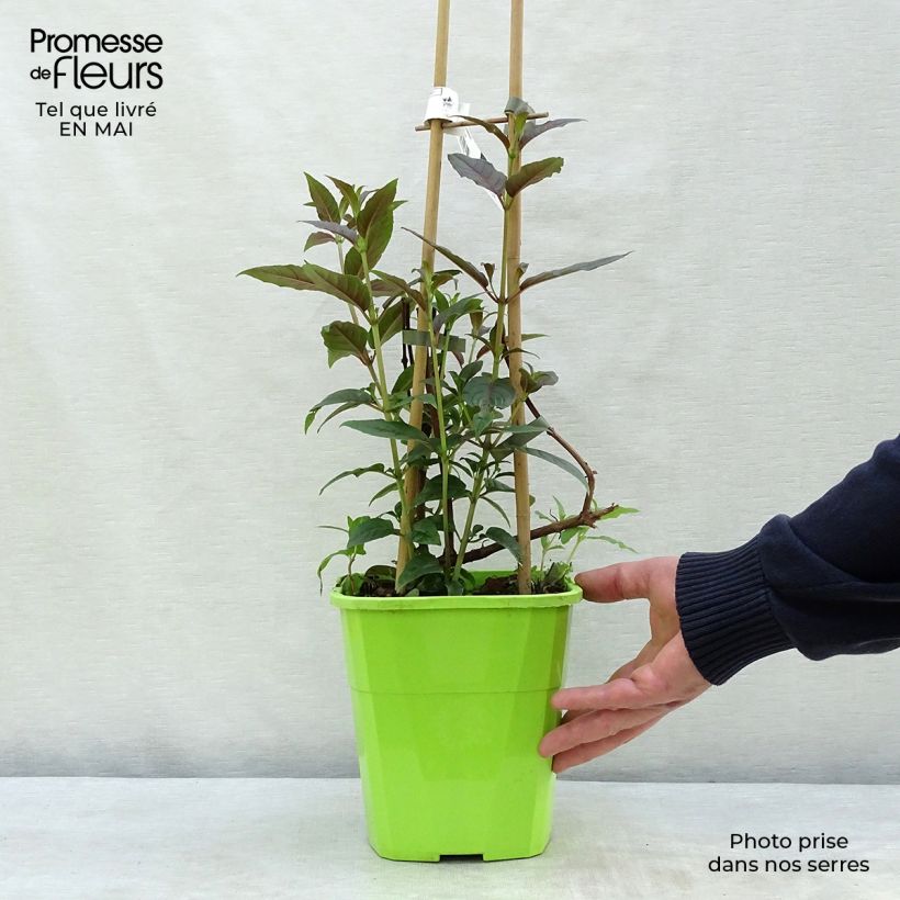 Example of Fuchsia Lady Boothby Topf mit 3L/4L as you get in printemps