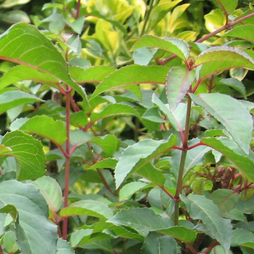 Fuchsia magellanica - Scharlach-Fuchsie (Foliage)
