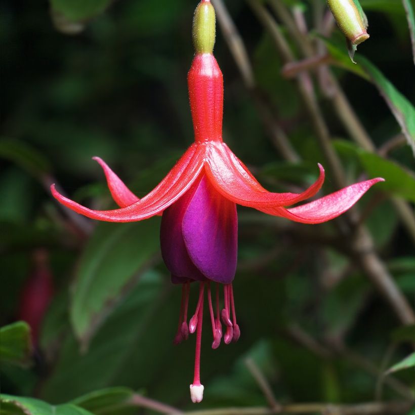 Fuchsia magellanica - Scharlach-Fuchsie (Flowering)